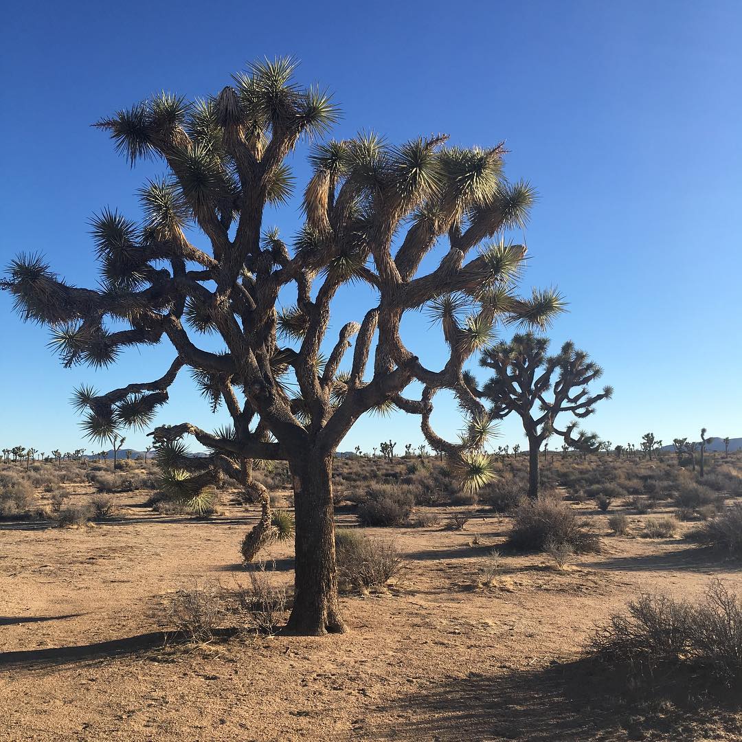 Joshua Tree National Park