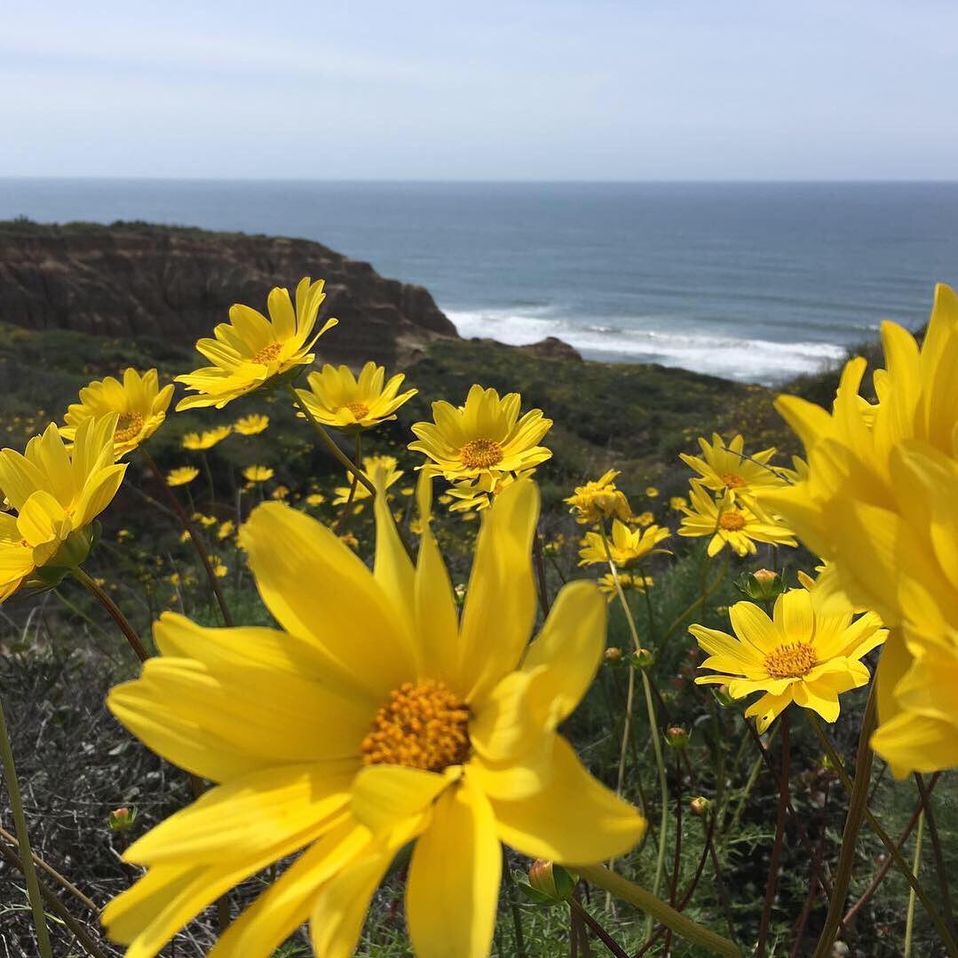 Torrey Pines Wildflowers