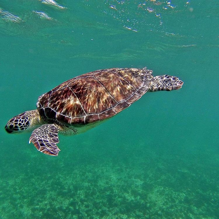 Turtle Tulum Mexico